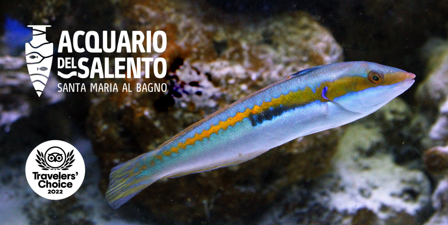 Acquario del Salento
